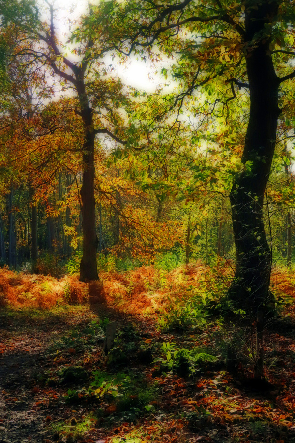 Greenwood in Autumn - Ian Bancroft